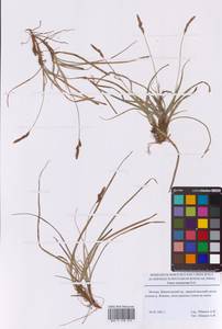 Осока верещатниковая Pollich, Восточная Европа, Московская область и Москва (E4a) (Россия)