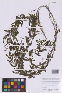 Рдест курчавый L., Восточная Европа, Московская область и Москва (E4a) (Россия)