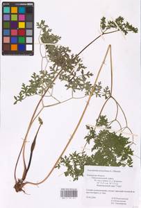 Oreoselinum nigrum Delarbre, Восточная Европа, Центральный район (E4) (Россия)