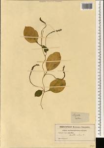 Basella alba L., Зарубежная Азия (ASIA) (Неизвестно)