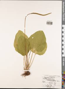 Подорожник большой L., Восточная Европа, Центральный район (E4) (Россия)