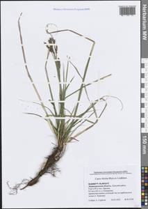 Осока корневищная Blytt ex Lindblom, Восточная Европа, Северо-Западный район (E2) (Россия)