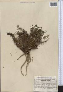 Жабрица заостренная (Schrenk) Pimenov & Sdobnina, Средняя Азия и Казахстан, Джунгарский Алатау и Тарбагатай (M5) (Казахстан)