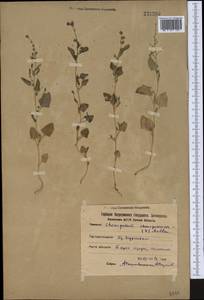 Oxybasis chenopodioides (L.) S. Fuentes, Uotila & Borsch, Средняя Азия и Казахстан, Северный и Центральный Казахстан (M10) (Казахстан)