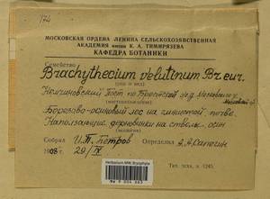 Brachytheciastrum velutinum (Hedw.) Ignatov & Huttunen, Гербарий мохообразных, Мхи - Москва и Московская область (B6a) (Россия)