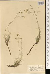 Пустынница волосовидная (Poir.) Fenzl, Монголия (MONG) (Монголия)