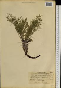 Прострел Турчанинова Krylov & Serg., Сибирь, Алтай и Саяны (S2) (Россия)