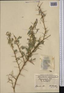 Caragana halodendron (Pall.) Dum.Cours., Средняя Азия и Казахстан, Копетдаг, Бадхыз, Малый и Большой Балхан (M1) (Туркмения)
