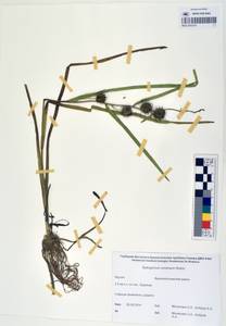 MAG 0003319, Ежеголовник всплывающий, Ежеголовник всплывший Rehmann, Сибирь, Якутия (S5) (Россия)