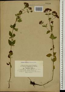 Душица обыкновенная L., Кавказ, Ставропольский край, Карачаево-Черкесия, Кабардино-Балкария (K1b) (Россия)