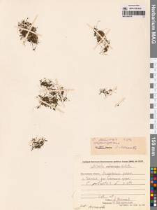 Болотник обыкновенный L., Сибирь, Чукотка и Камчатка (S7) (Россия)