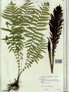 Страусник обыкновенный (L.) Tod., Восточная Европа, Центральный район (E4) (Россия)