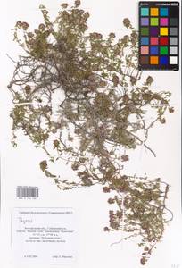 MHA 0 156 780, Чабрец, Восточная Европа, Центральный лесостепной район (E6) (Россия)