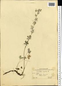 Лапчатка серебристая L., Восточная Европа, Западно-Украинский район (E13) (Украина)