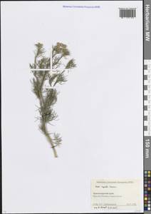 Жабрица скальная Woronow, Кавказ, Краснодарский край и Адыгея (K1a) (Россия)