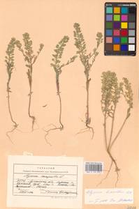 Бурачок шершавый M.Bieb., Восточная Европа, Северо-Украинский район (E11) (Украина)