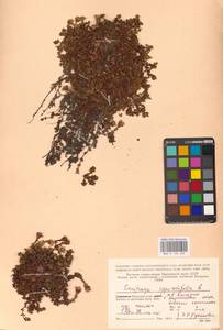 Камнеломка супротивнолистная L., Восточная Европа, Северный район (E1) (Россия)