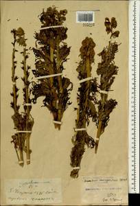 Aconitum soongoricum Stapf, Зарубежная Азия (ASIA) (КНР)