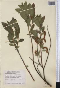 Salix myrtillifolia Anderss., Америка (AMER) (Канада)