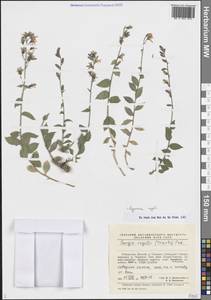 Asyneuma regelii (Trautv.) Bornm., Средняя Азия и Казахстан, Памир и Памиро-Алай (M2) (Узбекистан)