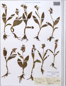 Пололепестник зеленый (L.) R.M.Bateman, Pridgeon & M.W.Chase, Средняя Азия и Казахстан, Северный и Центральный Тянь-Шань (M4) (Киргизия)