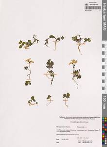 Хохлатка Городкова Karav., Сибирь, Чукотка и Камчатка (S7) (Россия)