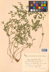 Горошек крупноцветковый Jurtzev, Сибирь, Дальний Восток (S6) (Россия)