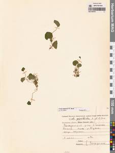 Фиалка Хультена W.Becker, Сибирь, Чукотка и Камчатка (S7) (Россия)