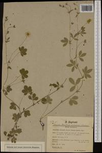 Potentilla ×italica Lehm., Западная Европа (EUR) (Швейцария)