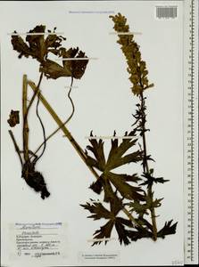 Борец восточный Mill., Кавказ, Ставропольский край, Карачаево-Черкесия, Кабардино-Балкария (K1b) (Россия)