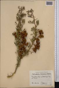 Caragana halodendron (Pall.) Dum.Cours., Средняя Азия и Казахстан, Северный и Центральный Тянь-Шань (M4) (Киргизия)