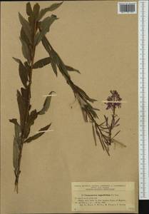 Chamaenerion angustifolium subsp. angustifolium, Западная Европа (EUR) (Румыния)