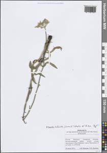 Pilosella echioides subsp. echioides, Восточная Европа, Средневолжский район (E8) (Россия)