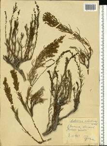Полынь солянковидная Willd., Восточная Европа, Нижневолжский район (E9) (Россия)