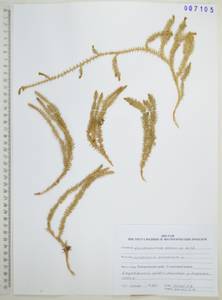 Spinulum annotinum subsp. annotinum, Сибирь, Дальний Восток (S6) (Россия)