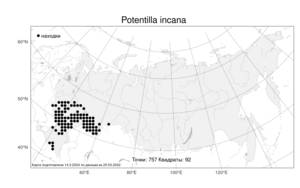 Potentilla incana, Potentilla cinerea subsp. incana (G. Gaertn., B. Mey. & Scherb.) Asch., Атлас флоры России (FLORUS) (Россия)