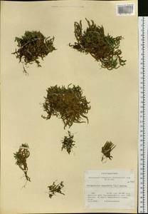 Bryodesma sibiricum (Milde) Soják, Сибирь, Прибайкалье и Забайкалье (S4) (Россия)