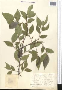 Каркас кавказский Willd., Средняя Азия и Казахстан, Западный Тянь-Шань и Каратау (M3) (Казахстан)