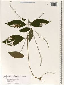 Achyranthes bidentata Blume, Зарубежная Азия (ASIA) (Непал)