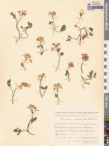 Хохлатка магаданская A.P.Khokhr., Сибирь, Чукотка и Камчатка (S7) (Россия)