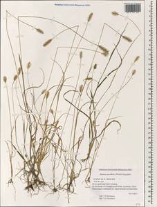 Setaria parviflora (Poir.) M.Kerguelen, Зарубежная Азия (ASIA) (КНР)