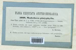 Porella platyphylla (L.) Pfeiff., Гербарий мохообразных, Мхи - Западная Европа (BEu) (Италия)