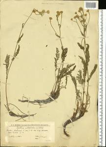 Пижма тысячелистная (L.) Tzvelev, Восточная Европа, Нижневолжский район (E9) (Россия)