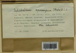 Schistidium apocarpum (Hedw.) Bruch & Schimp., Гербарий мохообразных, Мхи - Закавказье (B13) (Южная Осетия)