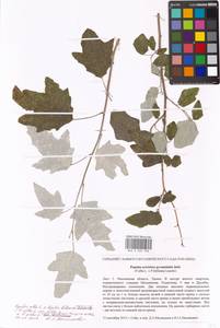Populus alba var. pyramidalis Bunge, Восточная Европа, Московская область и Москва (E4a) (Россия)