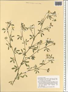 Лядвенец Бруннера Webb, Африка (AFR) (Кабо-Верде)