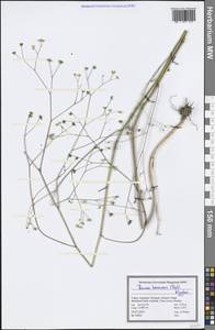 Bunium hermonis (Post) Kljuykov, Зарубежная Азия (ASIA) (Турция)