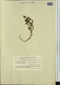 Amaranthus thevenoei, Западная Европа (EUR) (Румыния)