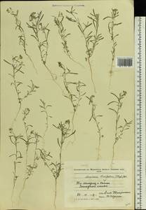 Плоскоплодник льнолистный (Stephan ex Willd.) DC., Восточная Европа, Молдавия (E13a) (Молдавия)