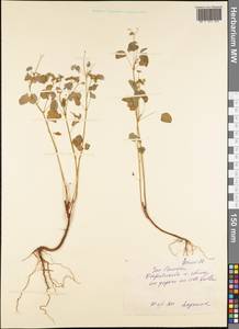 Magnoliopsida, Австралия и Океания (AUSTR) (Самоа)